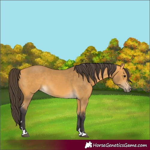 Horse Color:Buckskin 