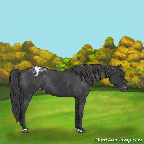 Horse Color:Black Varnish Rabicano