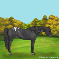 Horse Color:Black Appaloosa Rabicano 