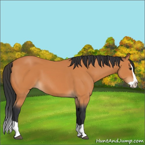 Horse Color:Bay Splash 