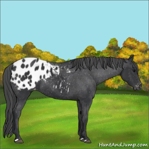 Horse Color:Black Appaloosa