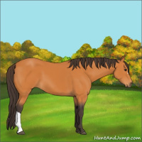 Horse Color:Buckskin 