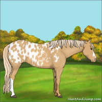 Horse Color:Palomino Appaloosa 