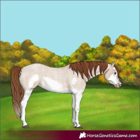 Horse Color:Red Dun Roan Splash Frame Rabicano 