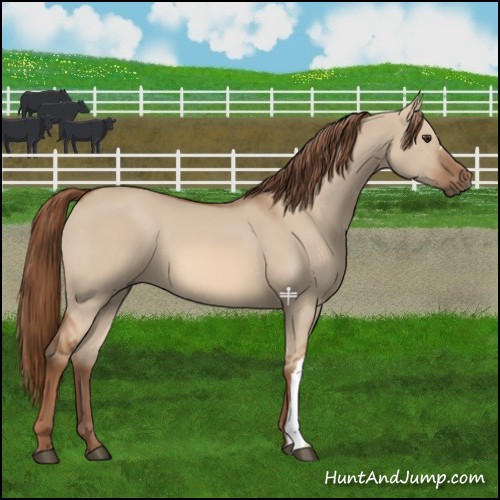 Horse Color:Red Dun 