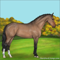 Horse Color:Brown Dun 