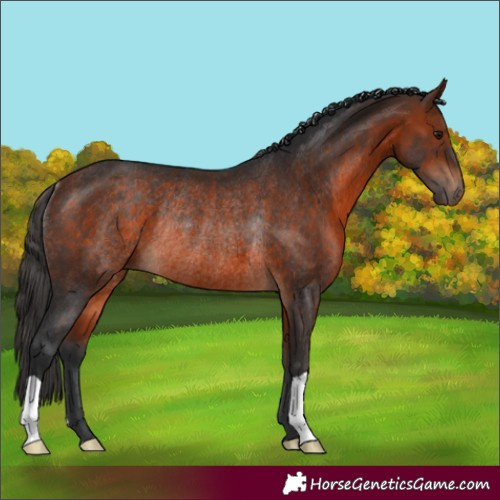 Horse Color:Bay Rabicano 