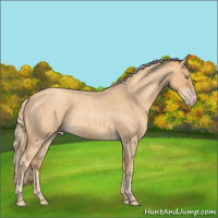 Horse Color:Gold Champagne Roan 