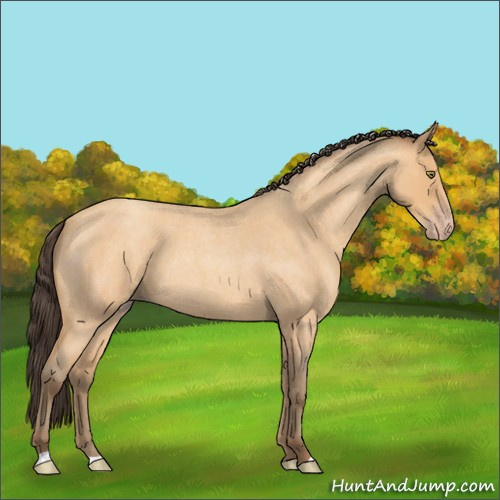 Horse Color:Amber Champagne Roan 