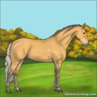 Horse Color:Silver Buckskin 