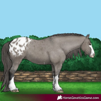 Horse Color:Grullo Appaloosa 