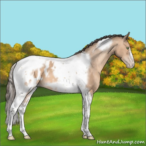 Horse Color:Amber Champagne Tobiano Frame Near Leopard 