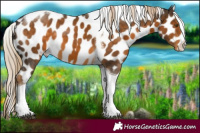 Horse Color:Chocolate Palomino Tobiano Leopard 