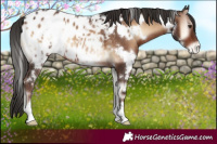 Horse Color:White Spotted Liver Red Onyx Appaloosa