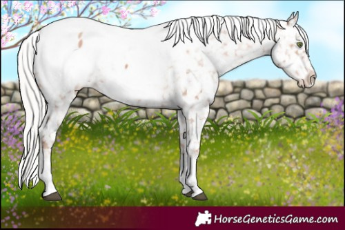 Horse Color:Silver Brown Pearl Sabino Appaloosa 