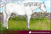 Horse Color:Silver Brown Pearl Sabino Appaloosa