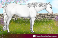 Horse Color:Silver Brown Snowdrop Pearl Sabino Appaloosa 