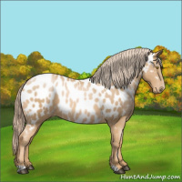 Horse Color:Chestnut Pearl Near Leopard 