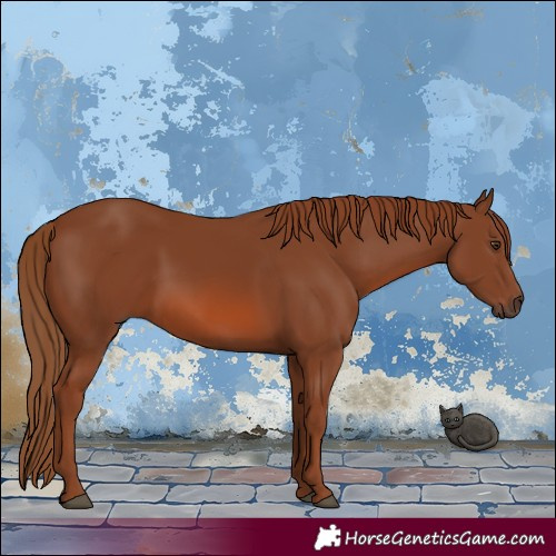Horse Color:Chestnut 