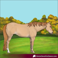 Horse Color:Red Dun 