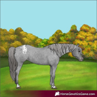 Horse Color:Black Appaloosa Rabicano 