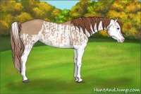 Horse Color:Red Dun Splash  and Red Dun Splash 