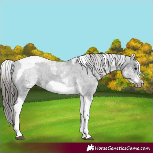 Horse Color:White Spotted Black Splash Tobiano Frame Varnish 
