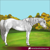 Horse Color:White Spotted Black Splash Tobiano Frame Varnish
