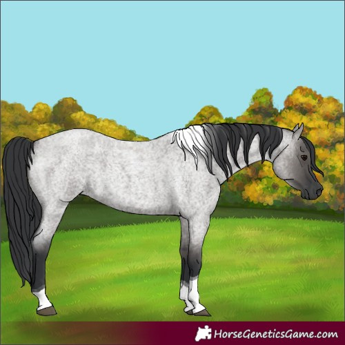 Horse Color:Grullo Roan Tobiano