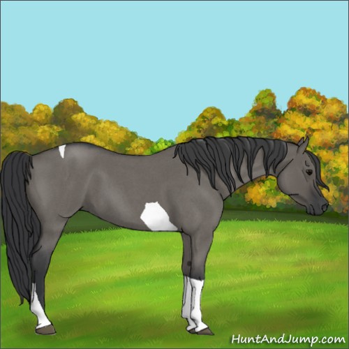 Horse Color:Grullo Roan Tobiano