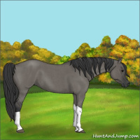 Horse Color:Grullo Roan Tobiano