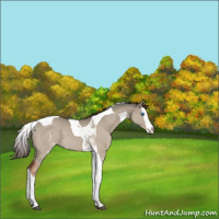 Horse Color:White Spotted Liver Red Dun Splash Tobiano