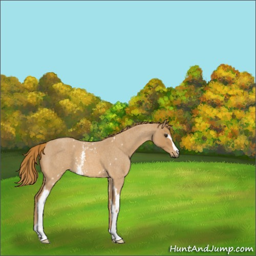 Horse Color:White Spotted Red Roan