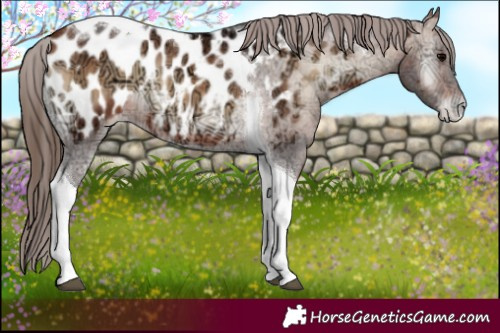 Horse Color:Bay Ice Onyx Tobiano Appaloosa 