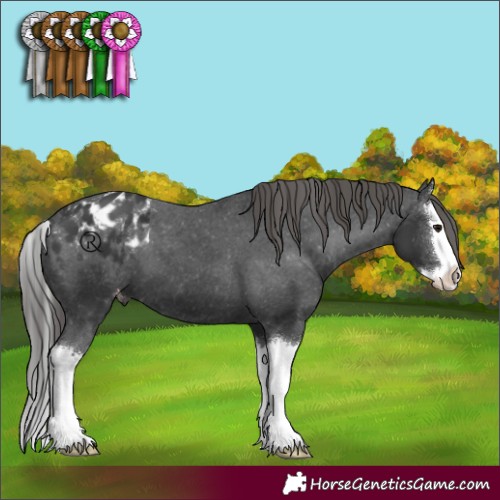 Horse Color:Black Splash Appaloosa 