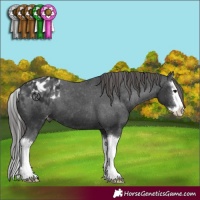 Horse Color:Black Splash Appaloosa 