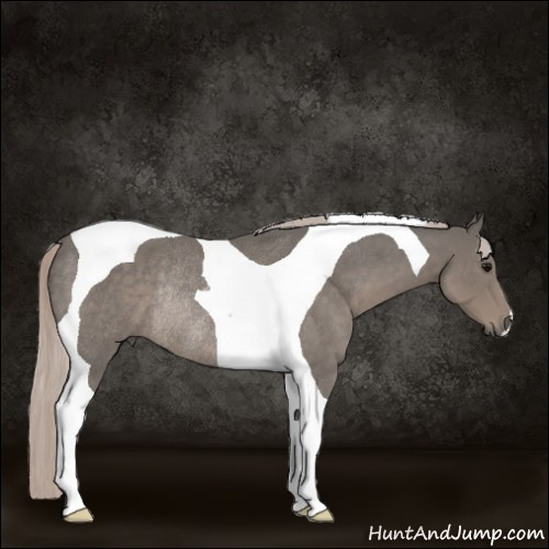 Horse Color:Silver Blue Roan Tobiano Rabicano 
