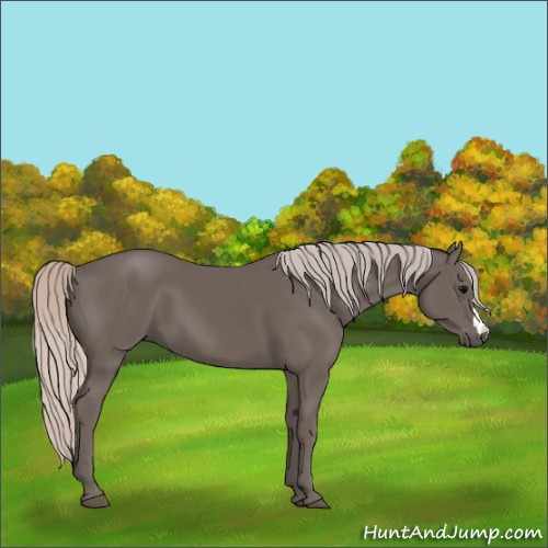 Horse Color:Silver Black 