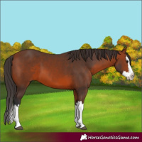 Horse Color:Bay Splash 