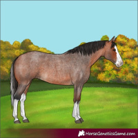 Horse Color:Bay Roan Splash 