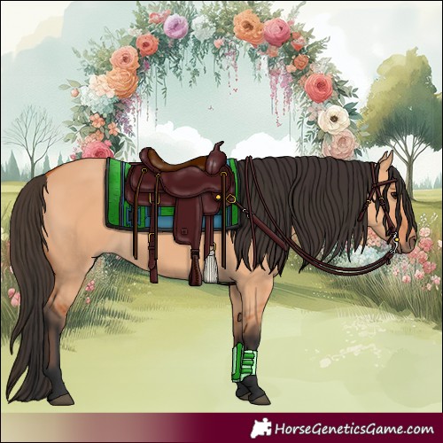 Horse Color:Bay Dun 