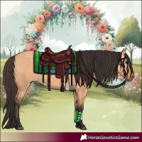 Horse Color:Bay Dun 