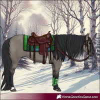 Horse Color:Grullo