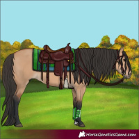 Horse Color:Bay Dun
