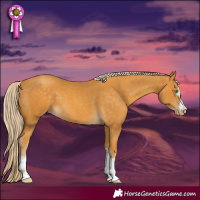 Horse Color:Gold Cream Champagne 