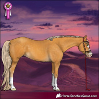 Horse Color:Gold Cream Champagne 