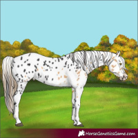 Horse Color:Palomino Leopard  and Smoky Black Leopard 