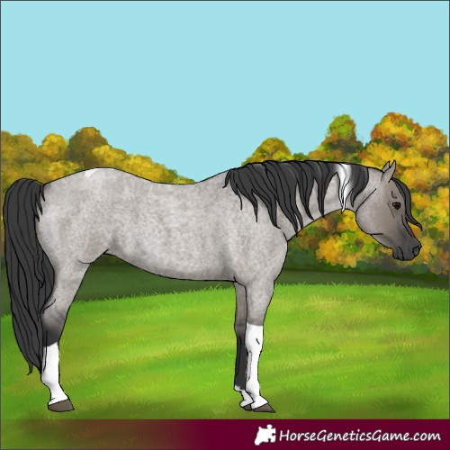 Horse Color:Grullo Roan Tobiano 