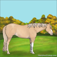 Horse Color:Gold Champagne Rabicano 