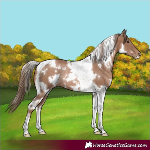 Horse Color:White Spotted Black Pearl Tobiano Rabicano 